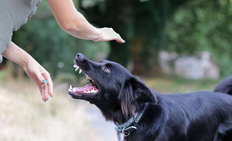 National Injury News: How Dog Bite Incidents Are Affecting Las Vegas Communities