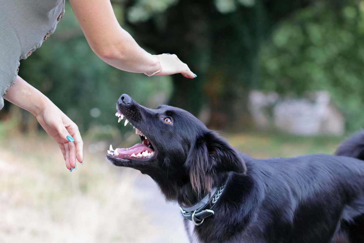 National Injury News: How Dog Bite Incidents Are Affecting Las Vegas Communities