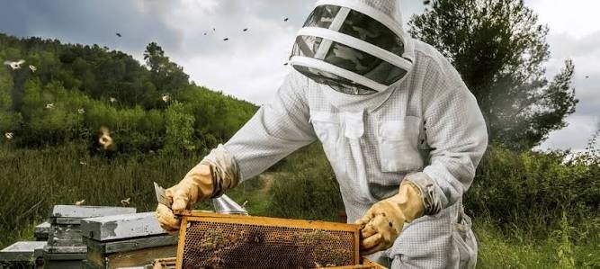 Safe and Professional Bee Removal NYC Services for Your Property