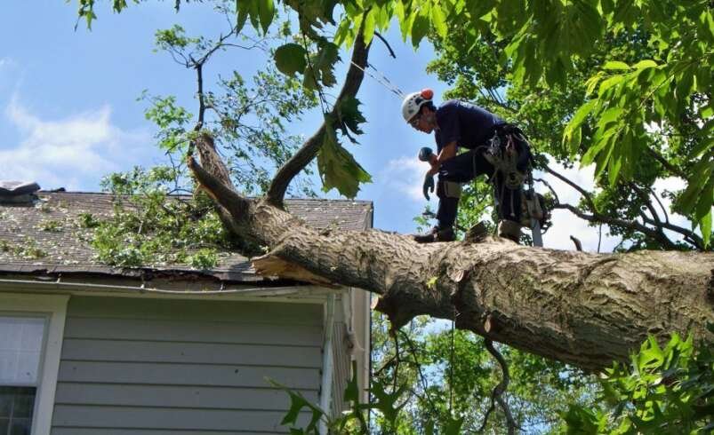 Safe and Reliable Tree Care: A Complete Guide for Florida Property Owners